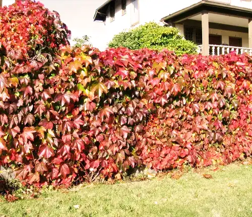 GoGardenNow - The Gardening Blog: Jeepers, Creepers! Virginia Creeper and  Boston Ivy