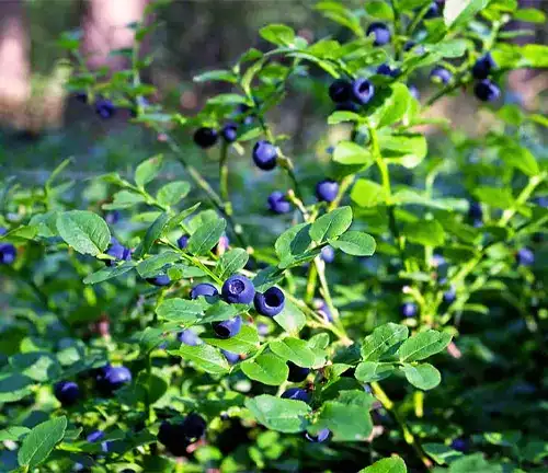 Low Bush Blueberry