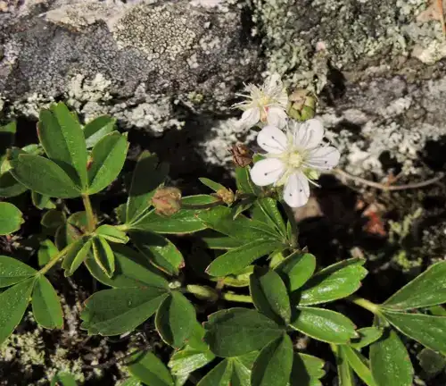 Botanical Beauty of Three-toothed Cinquefoil (Potentilla tridentata)