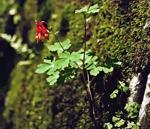 Aquilegia canadensis