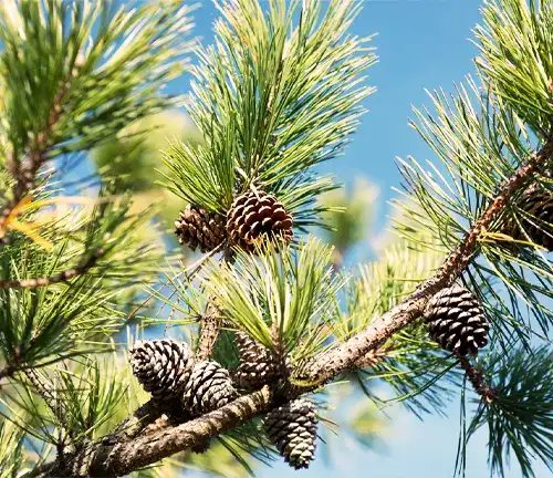 Botanical Beauty of "Pitch Pine"