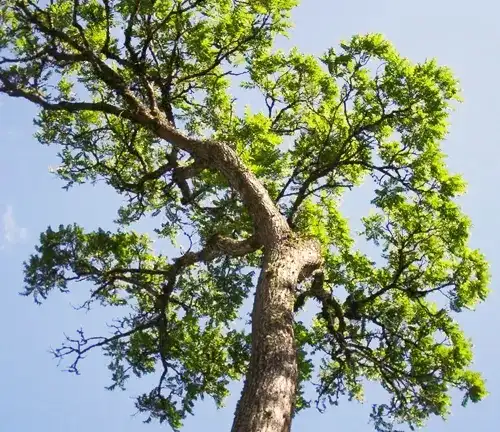 Spanish Cedar Tree
