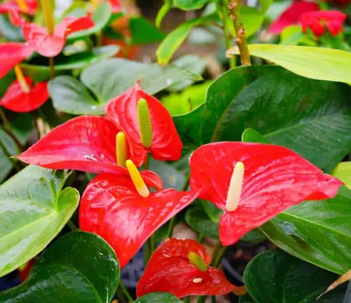 A potted anthurium plant with a red flower. The flower is heart-shaped with a glossy texture. The leaves are large, oval-shaped, and green. The background is out-of-focus.