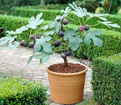 The image showcases a potted fig tree situated in a garden setting. The fig tree is adorned with large green leaves and several ripe figs, which are purple in color and appear ready for picking. The tree is housed in a terra cotta colored pot that rests on a bed of mulch. The background features a hedge and other greenery, creating a lush and vibrant backdrop for the fig tree.