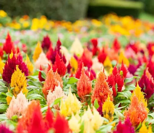 Densely packed garden of tall, feathery flowers in shades of red, yellow, and orange against a blurred green background.