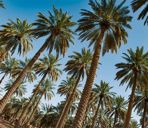 The image showcases a group of palm trees reaching towards a clear, blue sky.