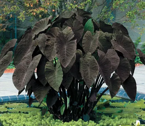 The image displays a large, glossy green plant with broad, wavy-edged leaves, set against a blurred garden backdrop.