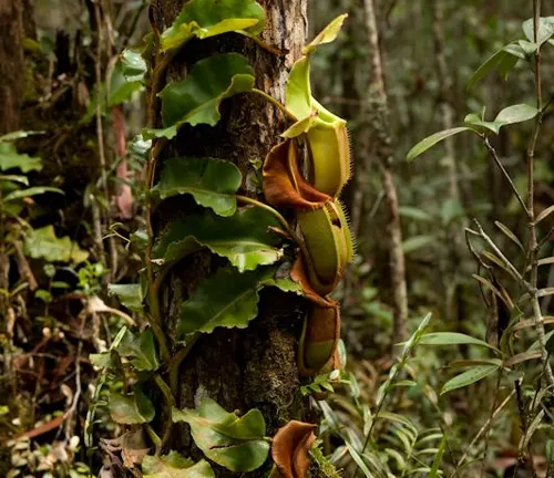 The image depicts a large carnivorous plant with green leaves and a yellow pitcher-like structure, growing on a moss-covered tree trunk in a dense jungle.