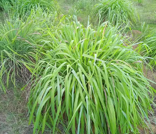 This is an image of a clump of bright green, grass-like plants with long, drooping leaves in a field setting, with more similar plants and brown dirt in the background.