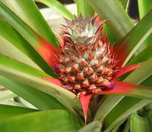 This is a close-up image of a young pineapple plant with long, slightly curved green leaves and a red and purple spiky fruit, set against a blurred background of more green leaves.