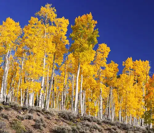 Aspen Tree