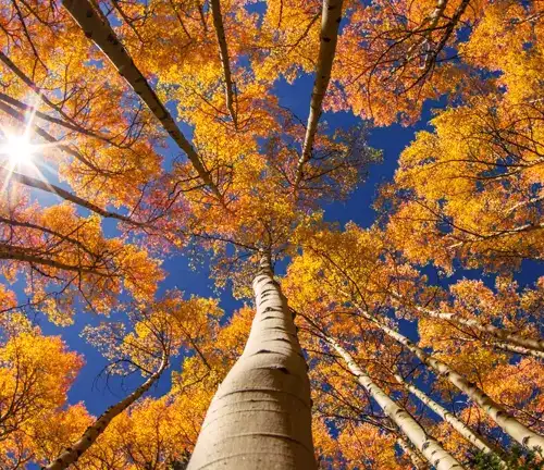 Aspen Tree