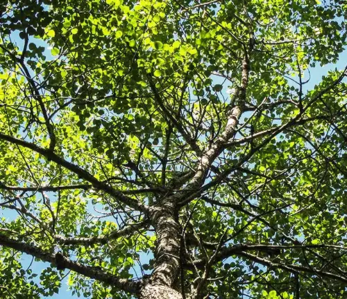 Aspen Tree