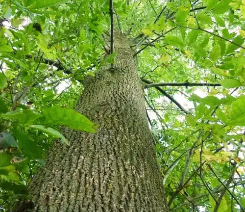 Ash Tree Close Up