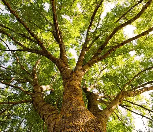Ash Tree Benefits