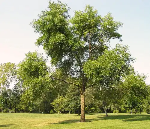 Ash Tree Green Ash (Fraxinus pennsylvanica)
