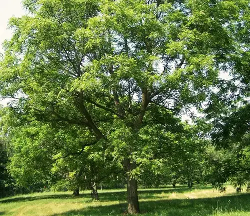 Walnut Tree