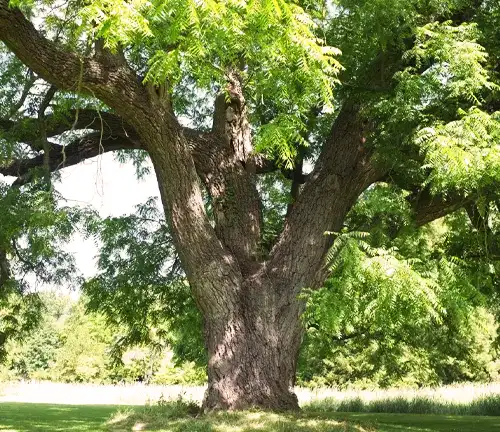 The walnut tree, a great source of food and exceptional wood