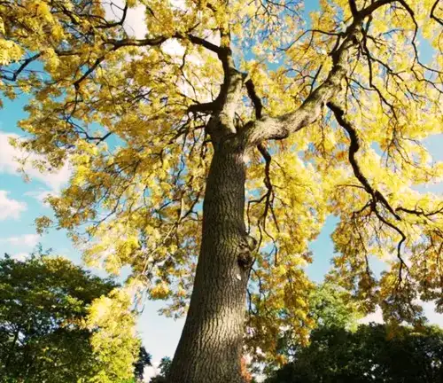 European Ash Tree Yellow Leaves