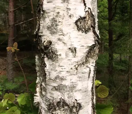 Color/Appearance of Silver Birch Tree