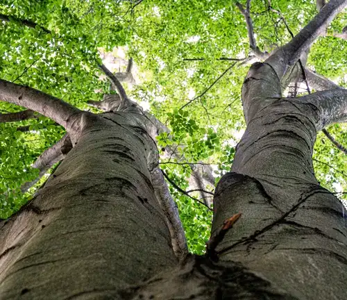 Beech Tree