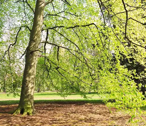 European Beech (Fagus sylvatica)