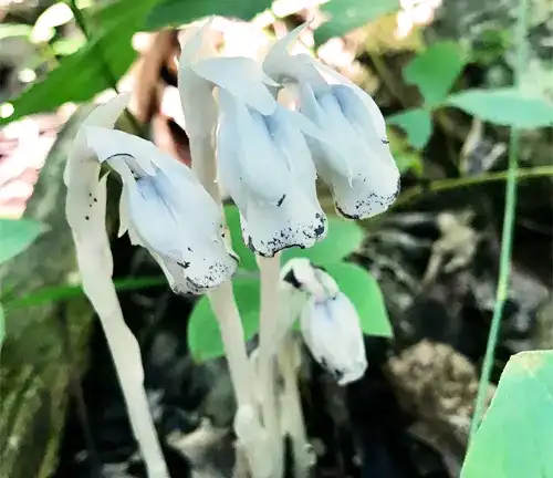 ghostly white plant emerges