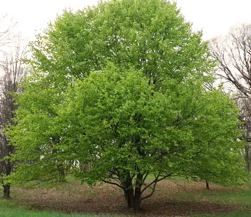 Oriental Beech Tree