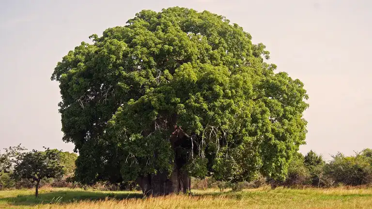 Baobab Tree