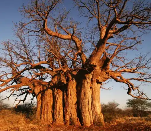 Popular Beliefs of Baobab Tree