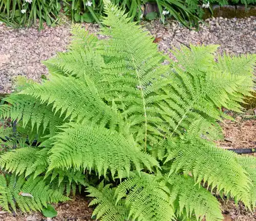 Aesthetic Hay-scented fern