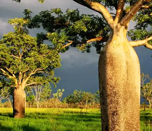 Australian Baobab Tree