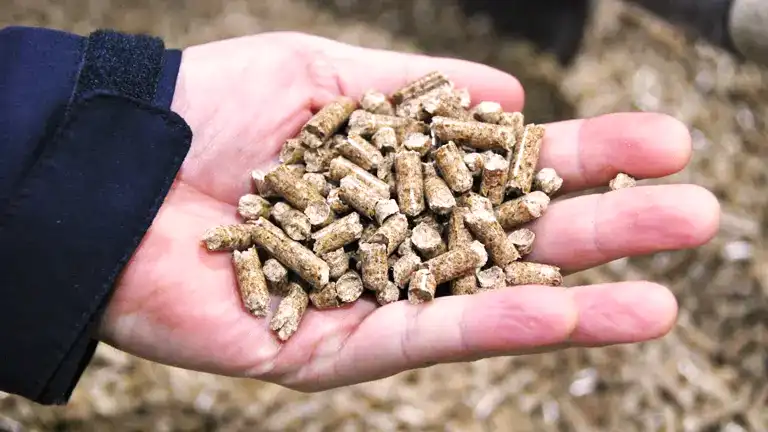 Hand holding wood pellets.