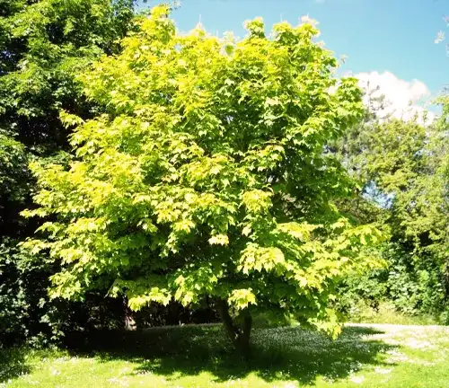 Botanical Beauty of Striped Maple