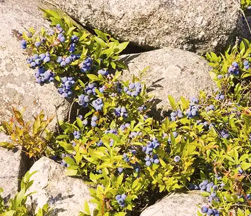 Botanical Beauty of "Low Bush Blueberry"