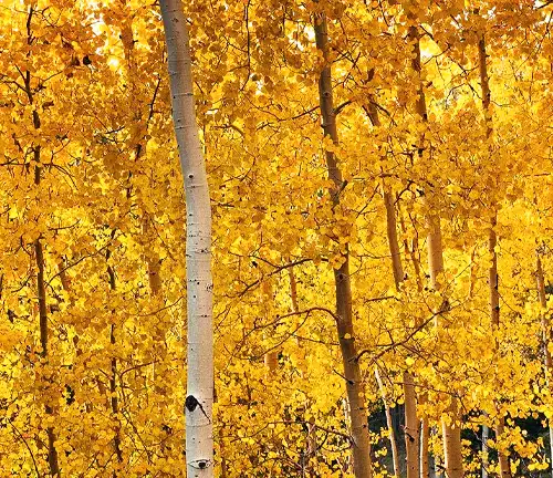 Aspen Tree