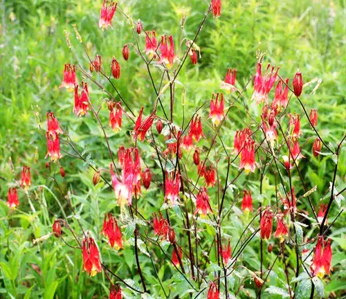 Botanical Beauty of "Wild Columbine"