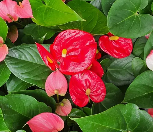 A group of red and pink anthurium flowers surrounded by green leaves. The flowers are all different shapes and sizes, and they are all very vibrant. The leaves are also all different shapes and sizes, and they are all very green.