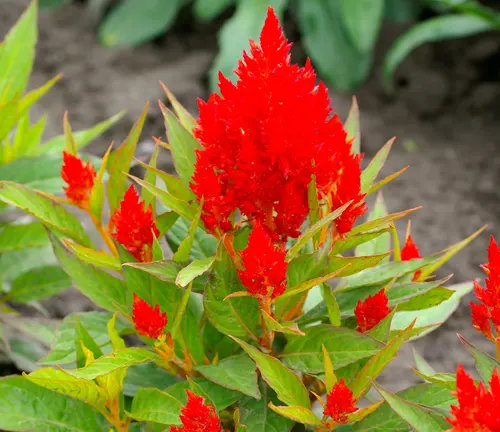Bright red spiky flower with pointed green leaves in a blurred garden setting.