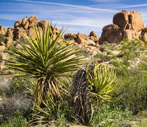 Botanical Beauty of "Yucca Plant"