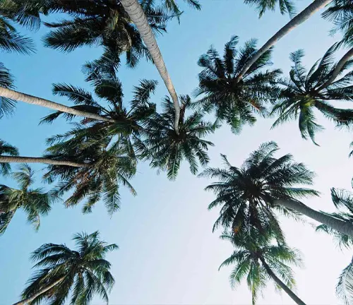 The image captures a low-angle view of palm trees, their long trunks and green fronds contrasting against a clear blue sky.