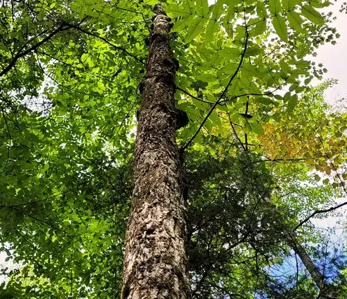 Ash Tree Black Ash (Fraxinus nigra)