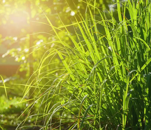 This is an image of tall, sunlit green grass in a field, with a blurred background of more grass and trees, creating a warm and bright atmosphere.