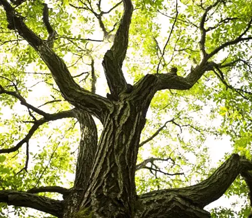 The walnut tree, a great source of food and exceptional wood