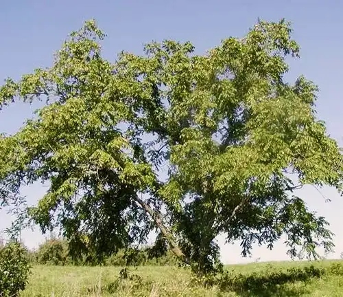 Walnut Tree