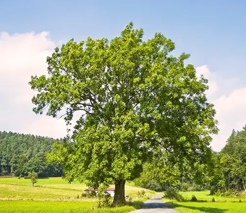 European Ash Tree