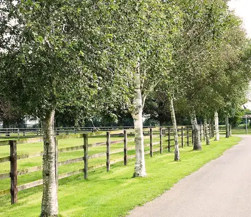 Unique Features of Silver Birch Tree