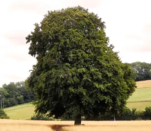 Full Grown Beech Tree