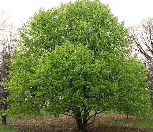 Oriental Beech (Fagus orientalis)