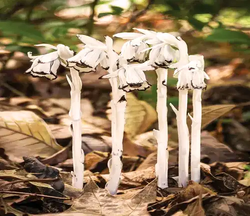 Botanical Beauty of "Indian Pipe"